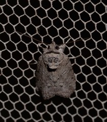 Nycteola polycyma