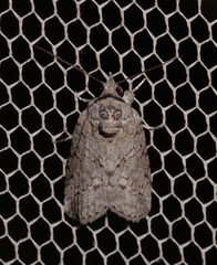 Nycteola polycyma