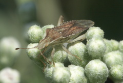 Harmostes fraterculus