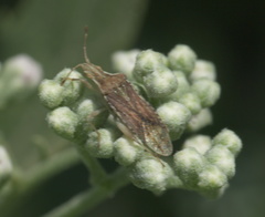 Harmostes fraterculus