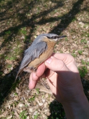 Sitta europaea caucasica