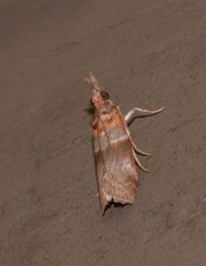 Calguia defiguralis