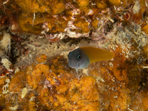 Ecsenius lividanalis observed 2026-02-27