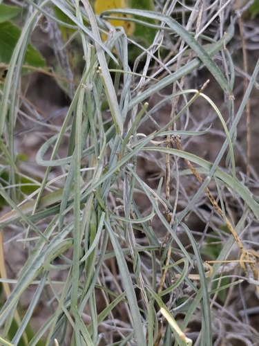 Palmer's Swallow-Wort (Pattalias palmeri)