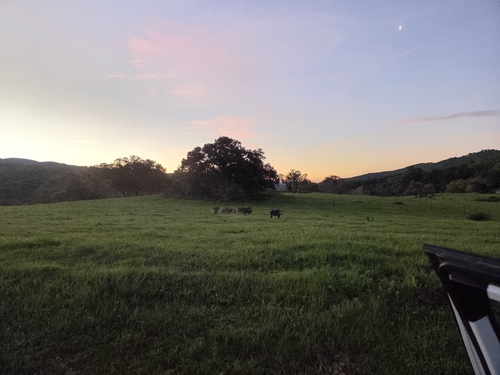 iNaturalist observation photo of Wild Boar
