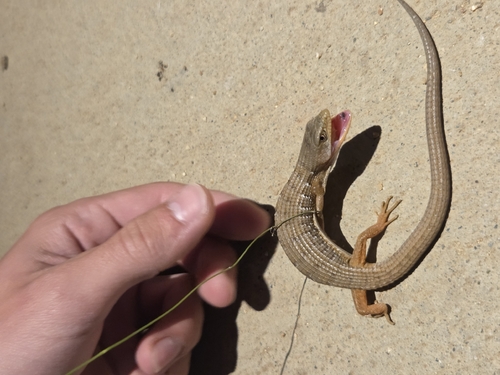 iNaturalist observation photo of Southern Alligator Lizard