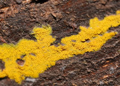 Phlebia subceracea