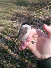 Poecile palustris kabardensis
