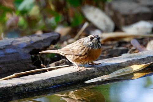 Rufous-breasted Accentor (Prunella strophiata)