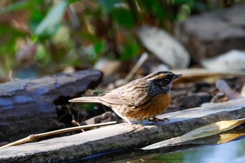 Rufous-breasted Accentor (Prunella strophiata), photo 2