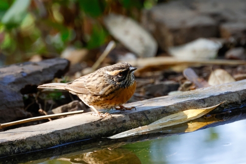 Rufous-breasted Accentor (Prunella strophiata), photo 3