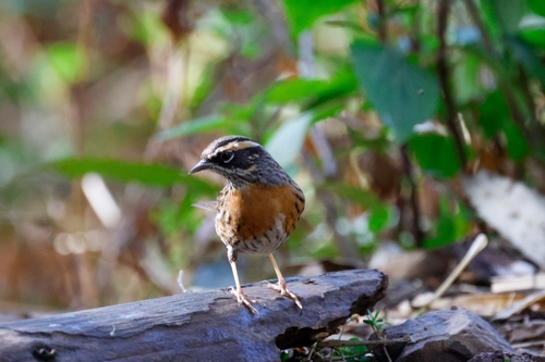 Rufous-breasted Accentor (Prunella strophiata), photo 4