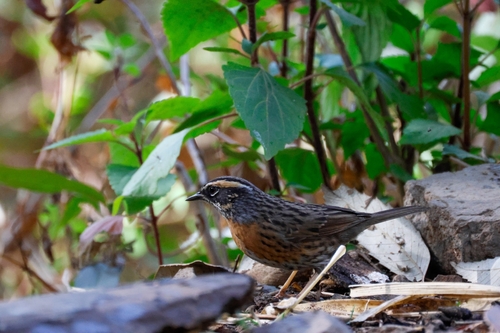 Rufous-breasted Accentor (Prunella strophiata), photo 5