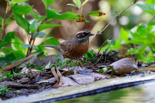 Rufous-breasted Accentor (Prunella strophiata), photo 6