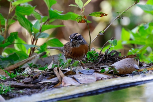 Rufous-breasted Accentor (Prunella strophiata), photo 7