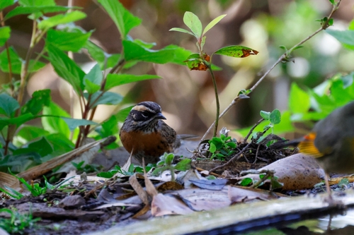 Rufous-breasted Accentor (Prunella strophiata), photo 8