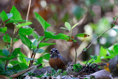 Rufous-breasted Accentor (Prunella strophiata), photo 9