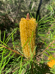 Banksia spinulosa