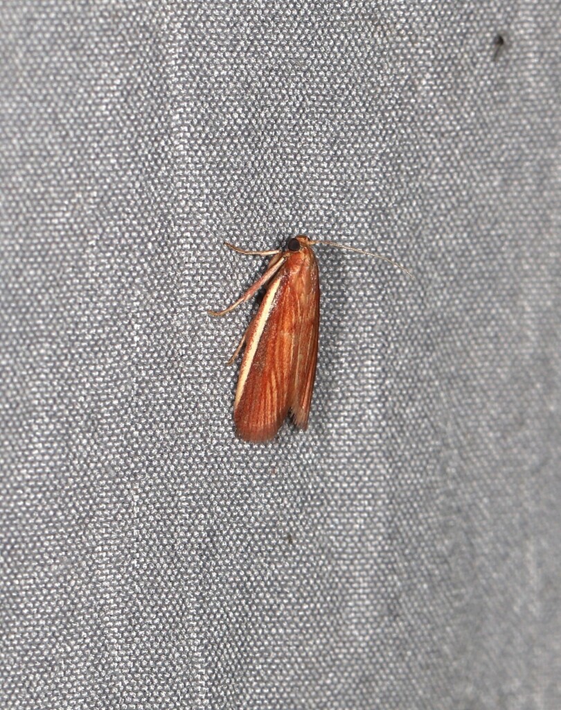 Emmalocera longiramella