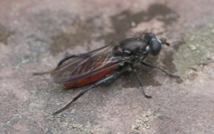 Chalcosyrphus piger