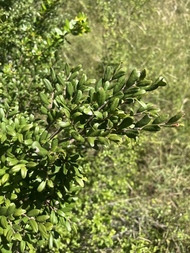 Queensland ebony