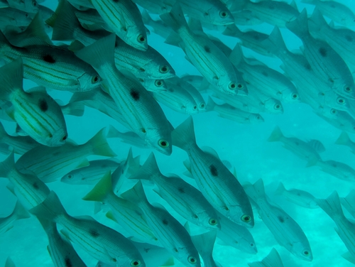 Blackspot snapper (Lutjanus ehrenbergii) — Lutjanidae — 5
