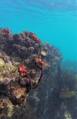 Pyura gibbosa