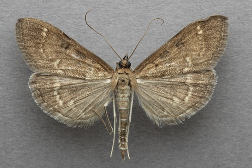 iNaturalist observation photo of Mecyna mustelinalis