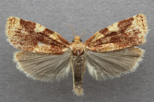 iNaturalist observation photo of Fruit-tree Leafroller Moth