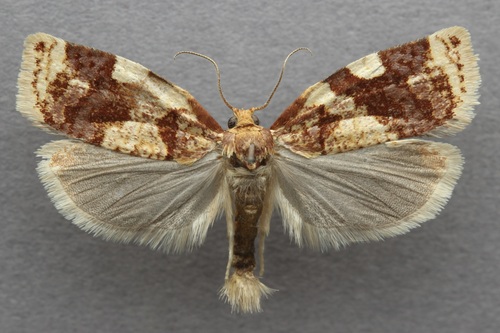 iNaturalist observation photo of Fruit-tree Leafroller Moth