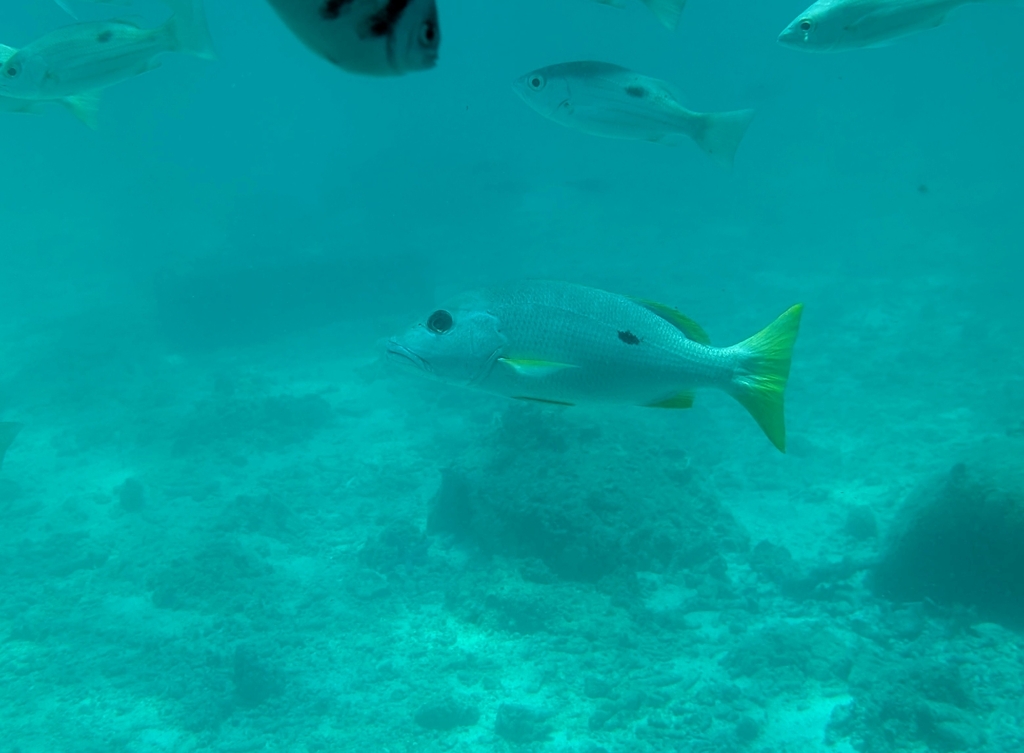 Foto de Pargo de una mancha (Lutjanus monostigma)