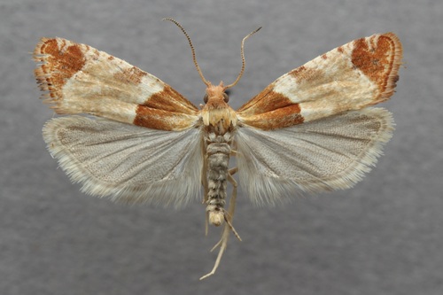 iNaturalist observation photo of Epinotia castaneana