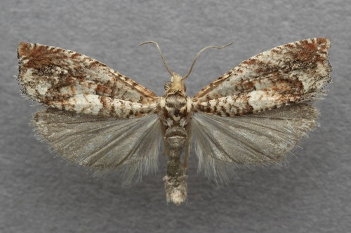 iNaturalist observation photo of Epinotia miscana