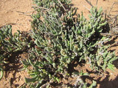 Rhombophyllum dolabriforme