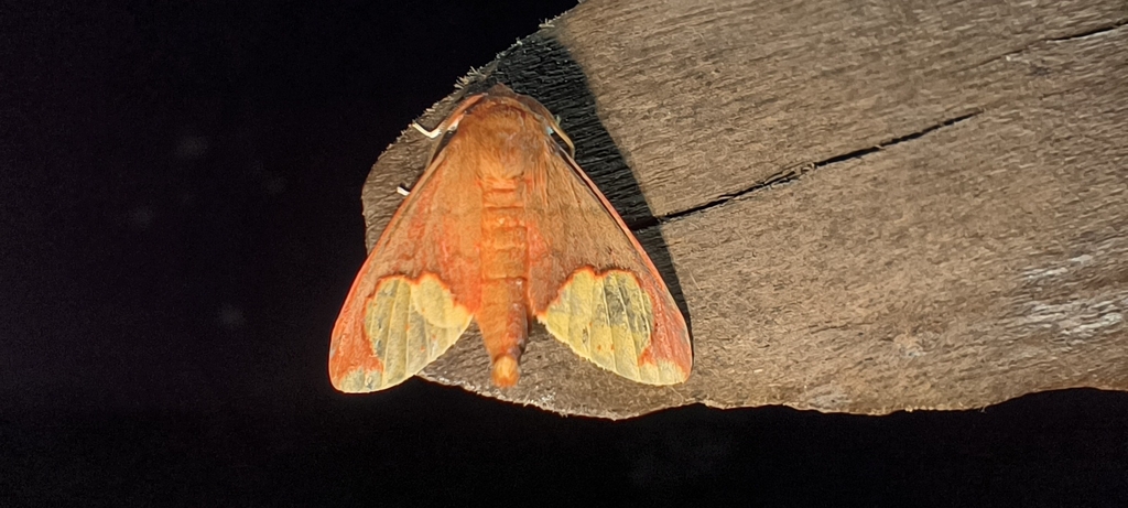 Pseudepimolis marpessa