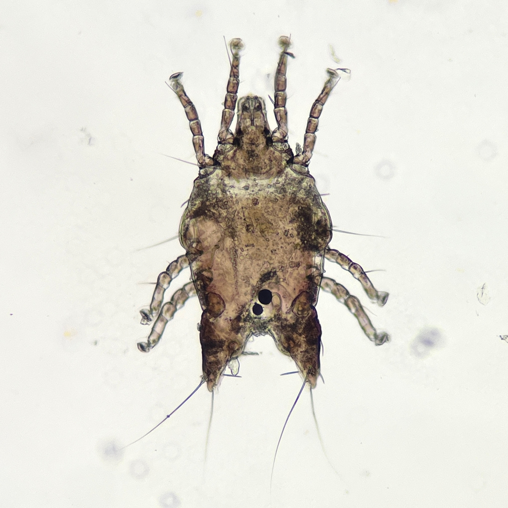 Mite