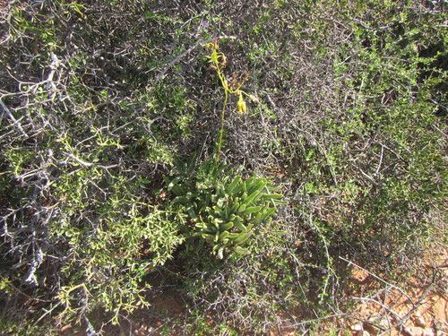 Image of Bell Pigsear (Cotyledon campanulata) by (c) douglaseustonbrown, some rights reserved (CC BY-SA)