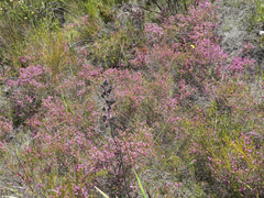 Erica cubica