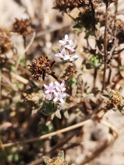 Phyllopodium phyllopodioides