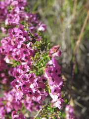 Erica cubica