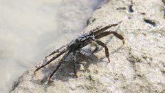 Grapsus albolineatus