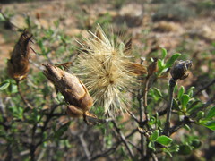 Pteronia adenocarpa
