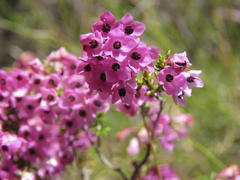 Erica cubica