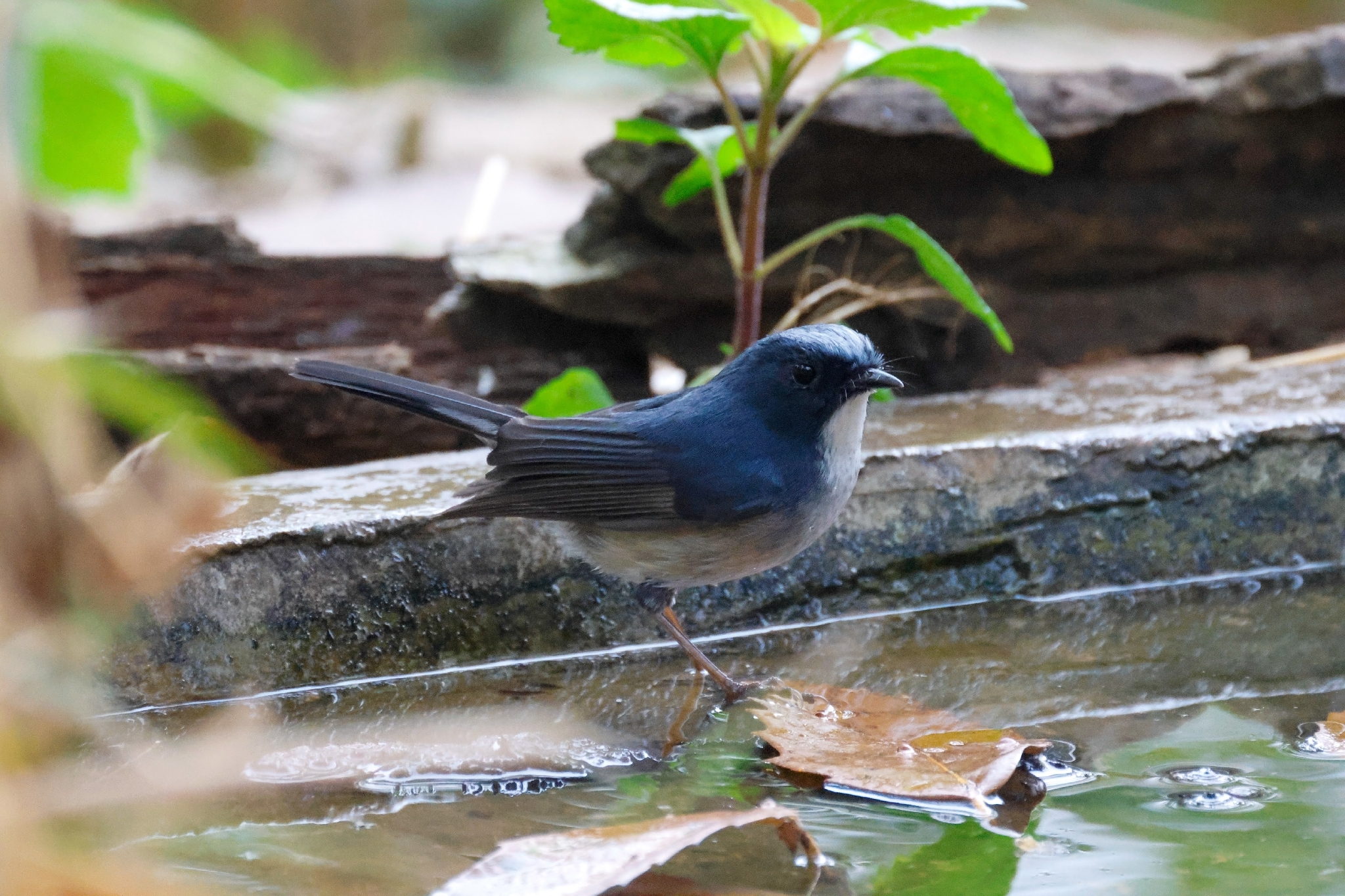 Slaty-blue Flycatcher (Ficedula tricolor), photo 2