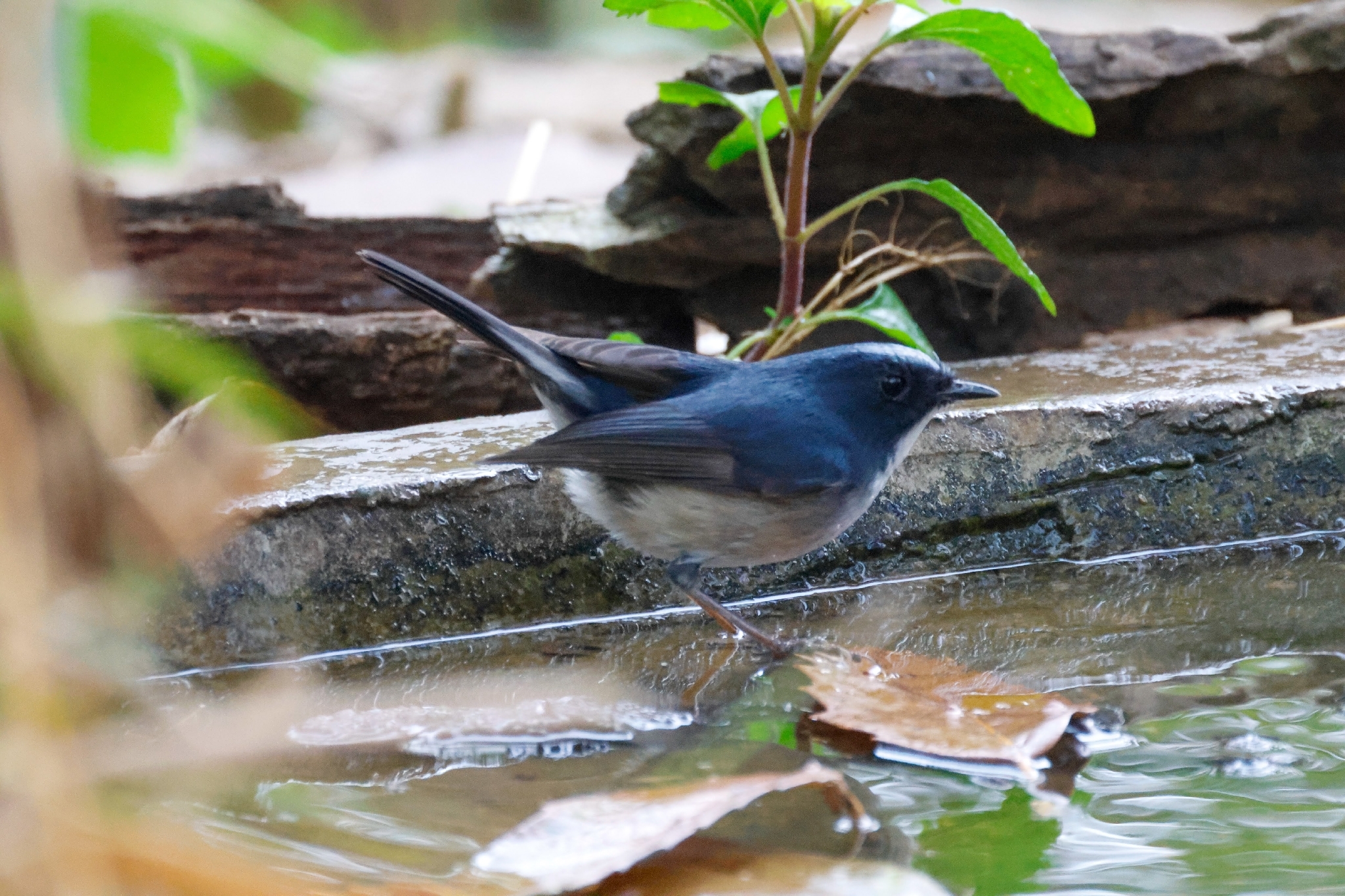 Slaty-blue Flycatcher (Ficedula tricolor), photo 10
