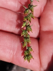 Myrovernix glandulosus
