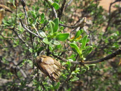 Pteronia adenocarpa