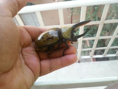 Dynastes hyllus