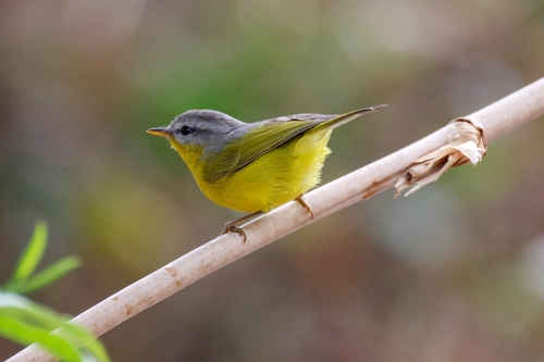 Grey-hooded Warbler (Phylloscopus xanthoschistos), photo 4