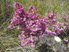Erica cubica
